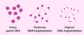 DNA Fragmentation Test